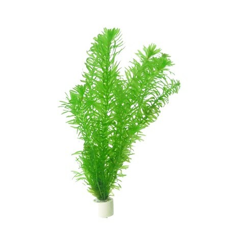 Grön växt med tunna blad
