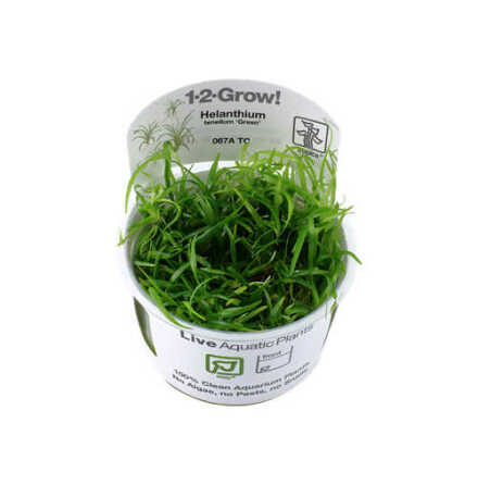 Helanthium tenellum Green 1-2 Grow/In Vitro