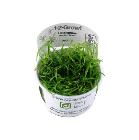 Helanthium tenellum Green 1-2 Grow