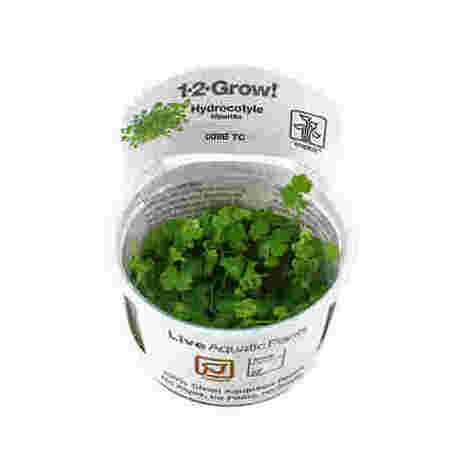 Hydrocotyle tripartita 1-2 Grow