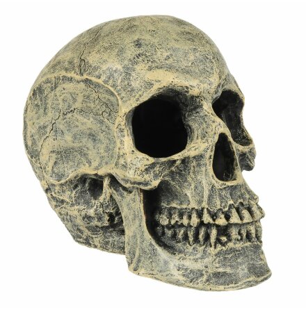 Skull/Dödskalle 16x10,5x13,2, Aqua Della
