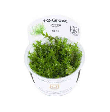 Gratiola Viscidula 1-2 grow