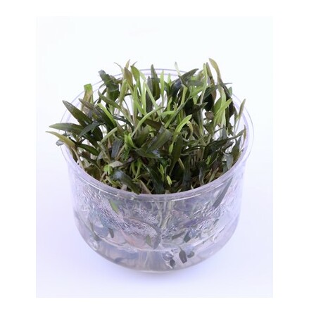 Cryptocoryne Axelrodi invitro