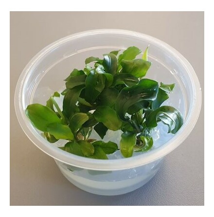 Bucephalandra Pygmaea Wavy Green 1-2 grow Limited edition