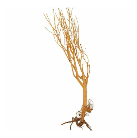 Slim tree Medium 25-30 cm