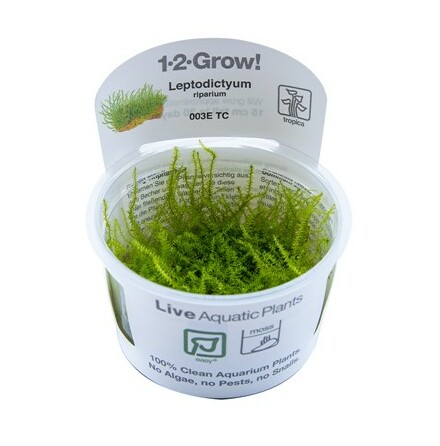 Leptodictyum riparium Stringy moss 1-2Grow