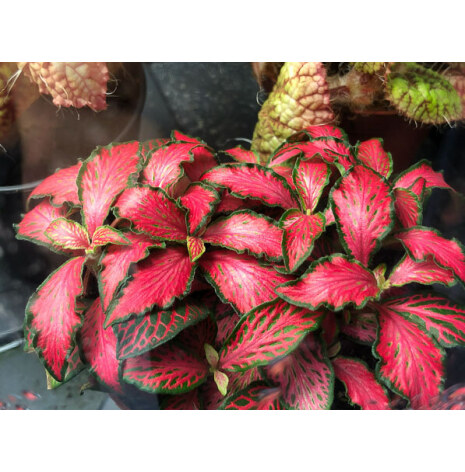 Fittonia Rouge Forest Flame