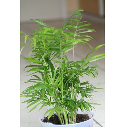 Chamaedorea Elegans