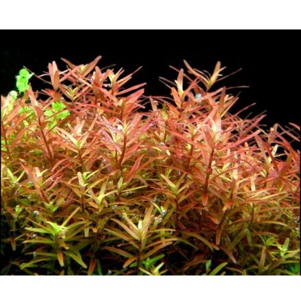 Rotala Yao-Yai