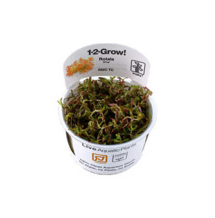 Rotala rotundifolia Hra 1-2 Grow