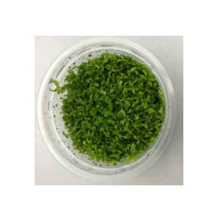 Hemianthus micranthemoides Pearl weed 1-2 Grow/Invitro