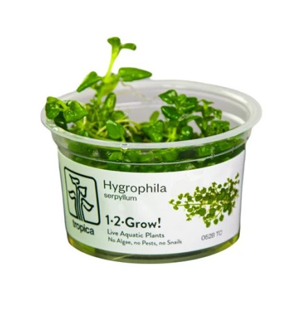 Hygrophila Serphyllum 1-2 Grow