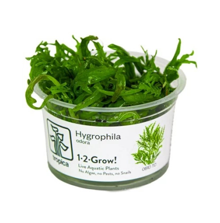 Hygrophila Odora 1-2 Grow