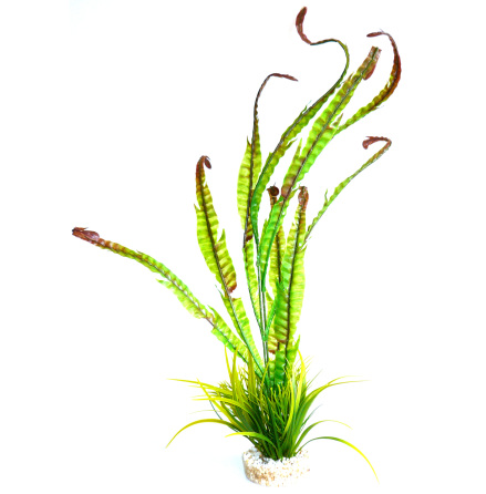 Sea Plant Sydeco 40cm